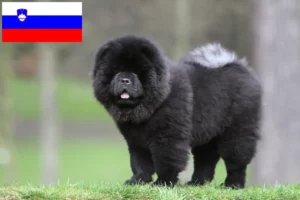 Read more about the article Chow Chow breeders and puppies in Slovenia