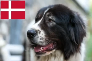 Read more about the article Ciobănesc Românesc de Bucovina Breeder and puppies in Denmark