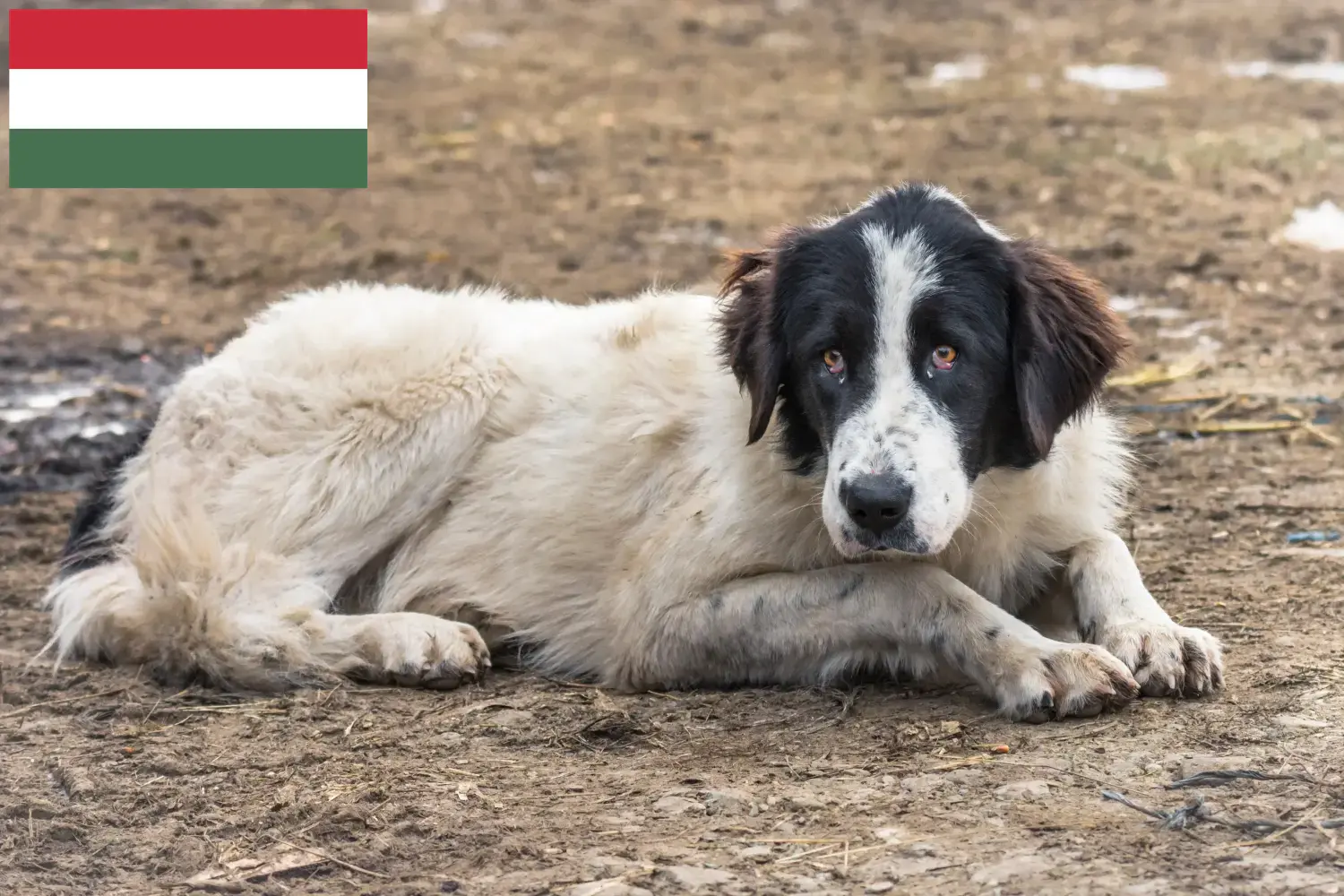 Read more about the article Ciobănesc Românesc de Bucovina breeders and puppies in Hungary
