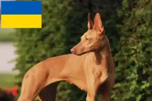 Read more about the article Cirneco dell’ Etna breeders and puppies in Ukraine