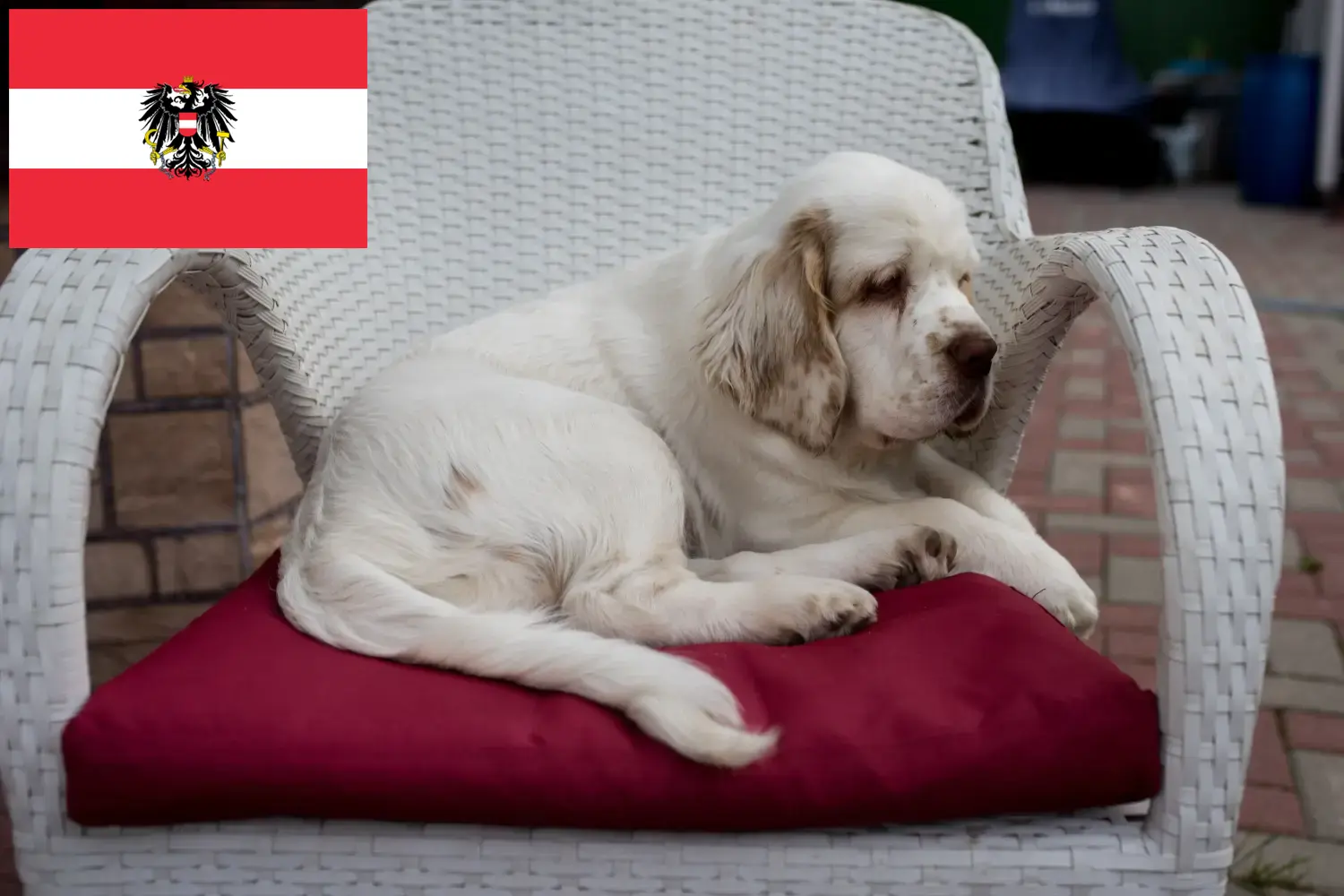 Read more about the article Clumber Spaniel breeders and puppies in Austria