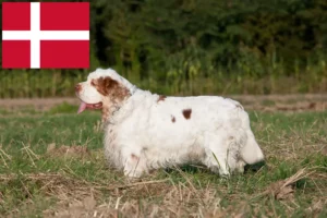 Read more about the article Clumber Spaniel breeders and puppies in Denmark