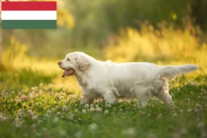 Read more about the article Clumber Spaniel breeders and puppies in Hungary