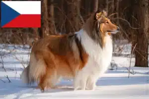 Read more about the article Collie breeders and puppies in the Czech Republic