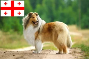 Read more about the article Collie breeders and puppies in Georgia