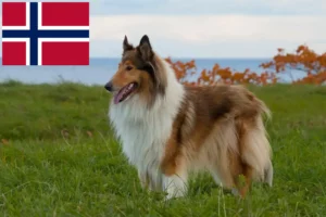 Read more about the article Collie breeders and puppies in Norway