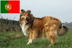 Read more about the article Collie breeders and puppies in Portugal