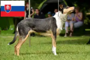 Read more about the article Collie breeders and puppies in Slovakia