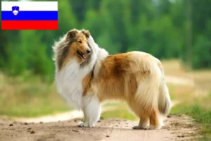 Read more about the article Collie breeders and puppies in Slovenia