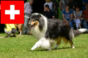 Read more about the article Collie breeders and puppies in Switzerland