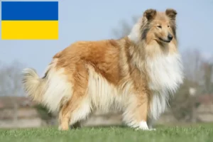 Read more about the article Collie breeders and puppies in Ukraine