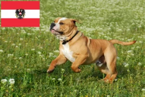 Read more about the article Continental Bulldog breeders and puppies in Austria