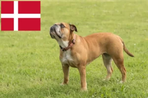 Read more about the article Continental Bulldog breeders and puppies in Denmark