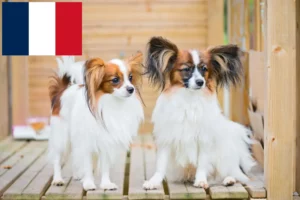 Read more about the article Continental Miniature Spaniel breeder and puppies in France