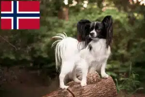 Read more about the article Continental Dwarf Spaniel breeders and puppies in Norway