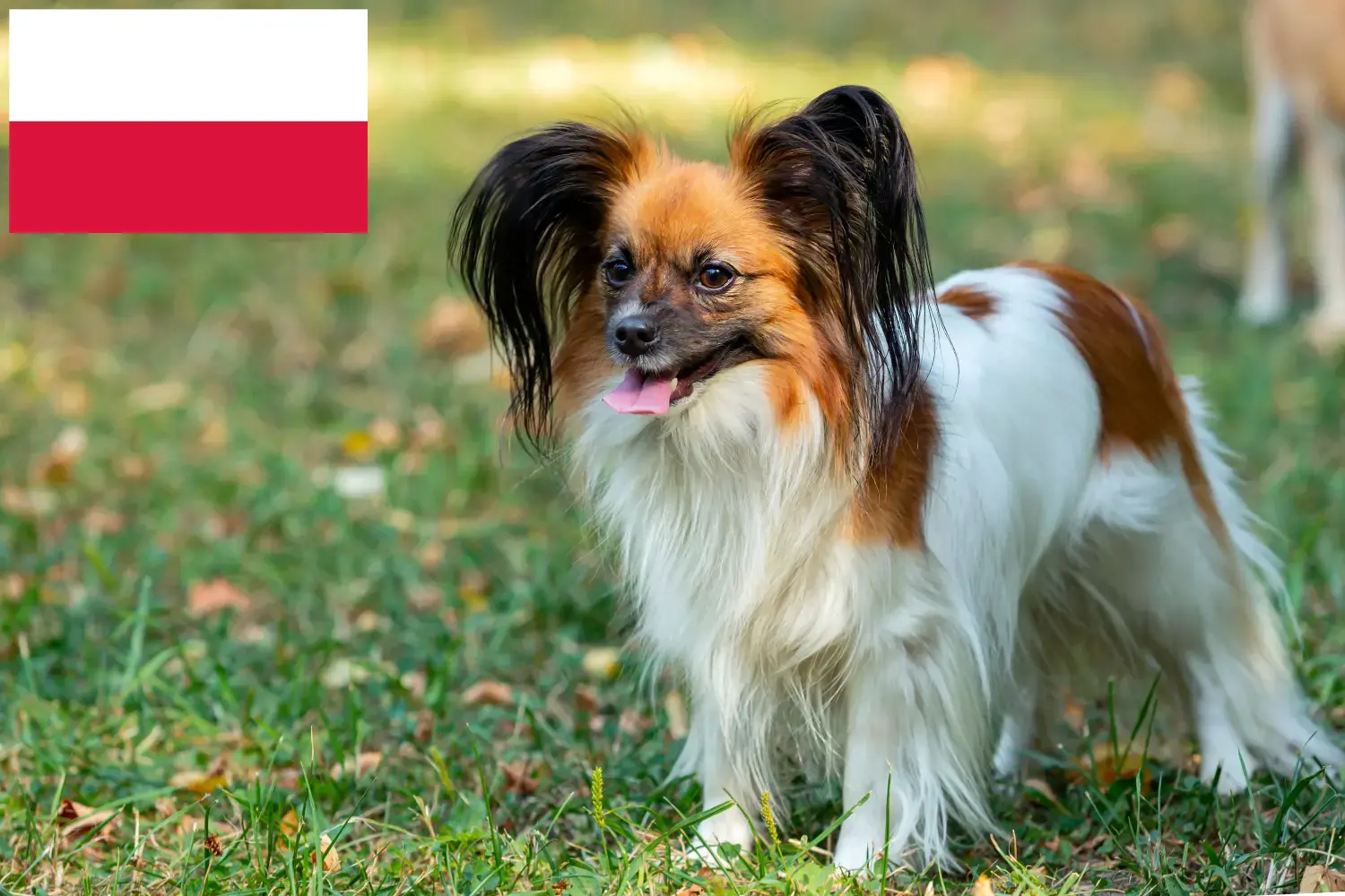 Read more about the article Continental Dwarf Spaniel breeder and puppies in Poland