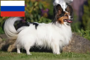 Read more about the article Continental Dwarf Spaniel Breeder and Puppies in Russia
