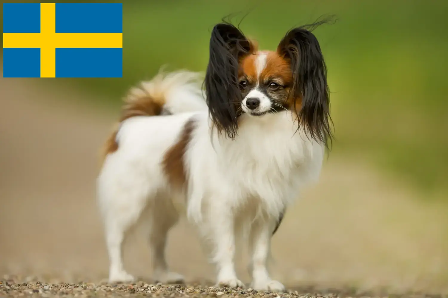 Read more about the article Continental Dwarf Spaniel breeder and puppies in Sweden