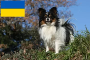 Read more about the article Continental Dwarf Spaniel Breeder and Puppies in Ukraine