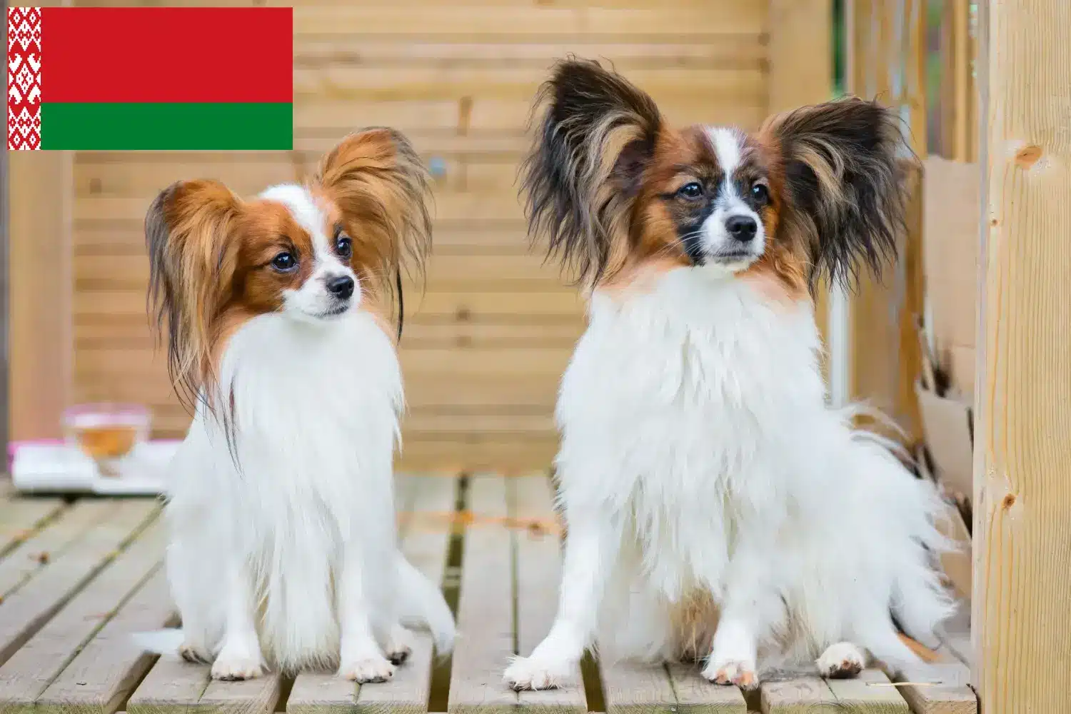 Read more about the article Continental Dwarf Spaniel breeder and puppies in Belarus