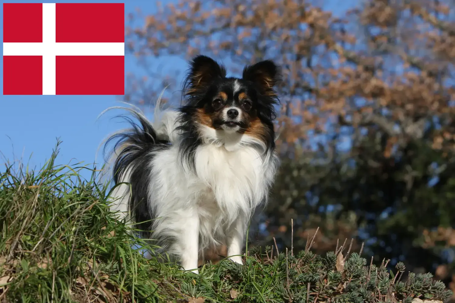 Read more about the article Continental Dwarf Spaniel breeder and puppies in Denmark