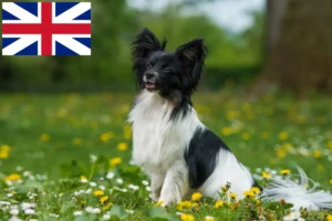 Read more about the article Continental Miniature Spaniel breeders and puppies in Great Britain