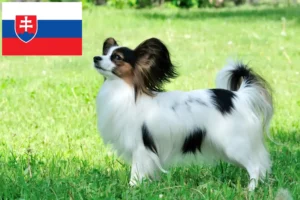 Read more about the article Continental Dwarf Spaniel breeder and puppies in Slovakia