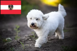 Read more about the article Coton de Tuléar breeders and puppies in Austria