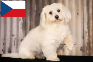 Read more about the article Coton de Tuléar breeders and puppies in the Czech Republic