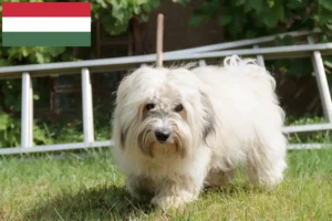 Read more about the article Coton de Tuléar breeders and puppies in Hungary