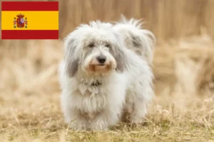 Read more about the article Coton de Tuléar breeders and puppies in Spain