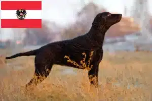 Read more about the article Curly Coated Retriever breeders and puppies in Austria