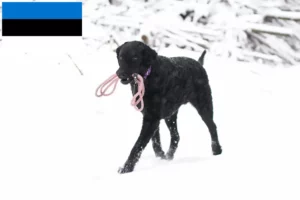 Read more about the article Curly Coated Retriever breeders and puppies in Estonia