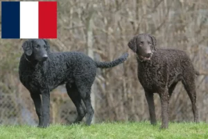 Read more about the article Curly Coated Retriever breeders and puppies in France