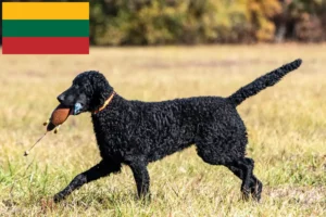 Read more about the article Curly Coated Retriever breeders and puppies in Lithuania