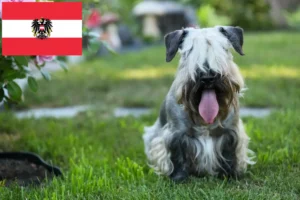 Read more about the article Czech Terrier breeders and puppies in Austria