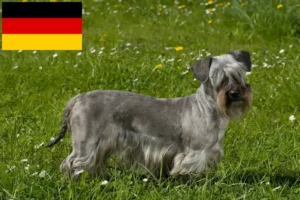Read more about the article Czech Terrier breeders and puppies in Germany