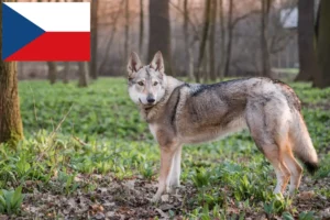 Read more about the article Czechoslovakian Wolfdog breeders and puppies in the Czech Republic