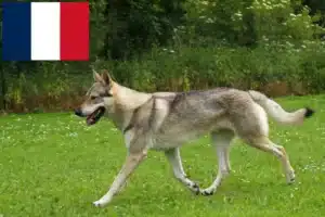 Read more about the article Czechoslovakian Wolfdog breeders and puppies in France