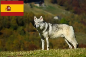 Read more about the article Czechoslovakian Wolfdog breeders and puppies in Spain