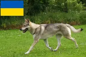 Read more about the article Czechoslovakian Wolfdog breeders and puppies in Ukraine