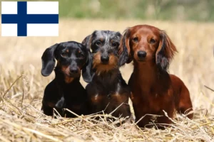 Read more about the article Dachshund breeders and puppies in Finland