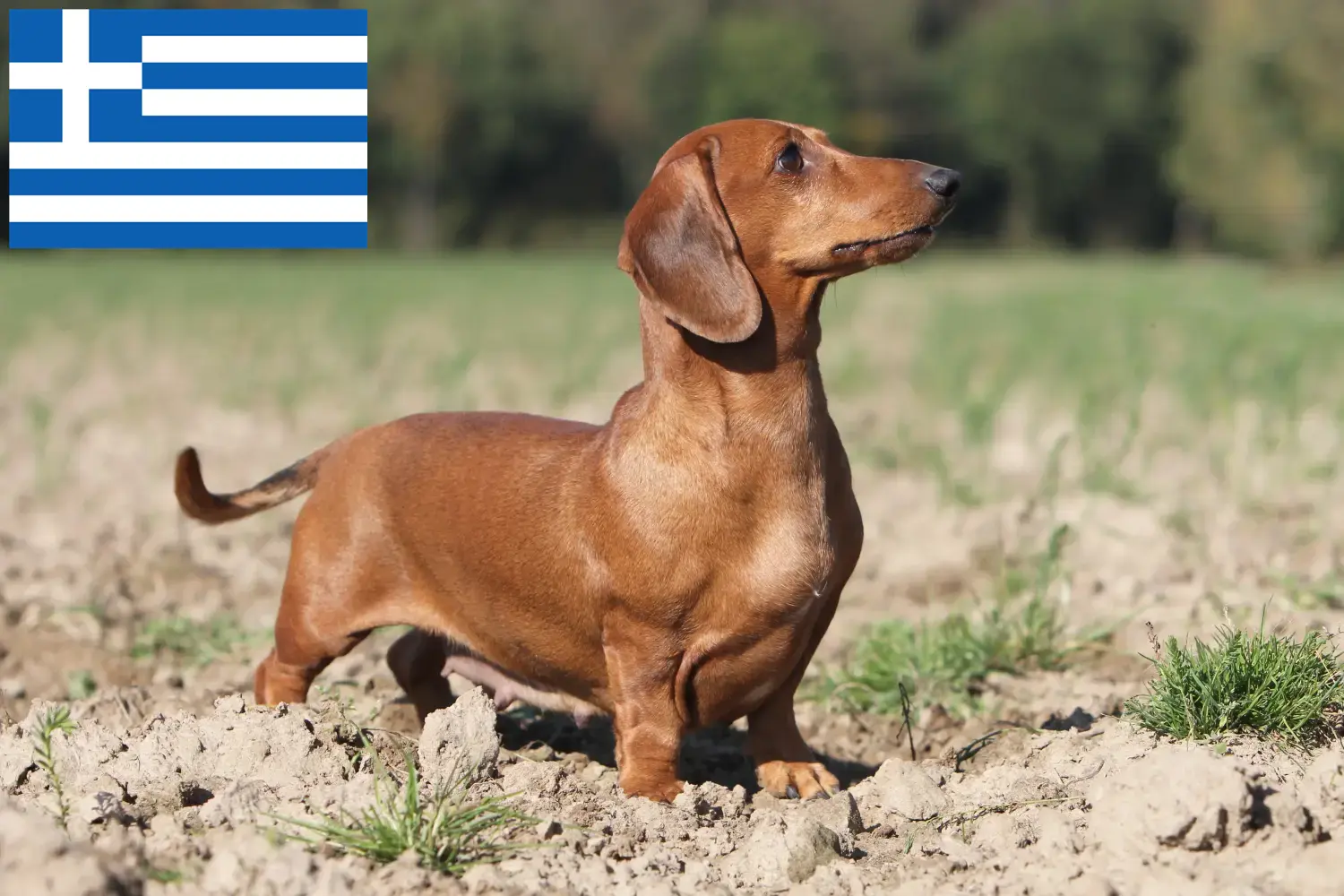 Read more about the article Dachshund breeders and puppies in Greece