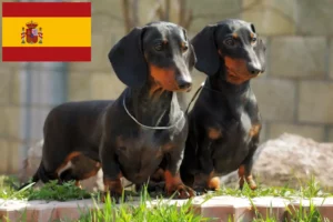 Read more about the article Dachshund breeders and puppies in Spain