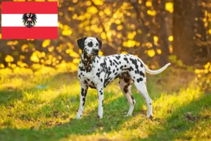 Read more about the article Dalmatian breeders and puppies in Austria