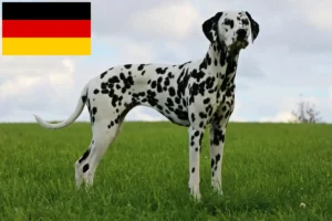 Read more about the article Dalmatian breeders and puppies in Germany