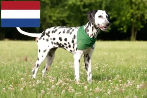 Read more about the article Dalmatian breeders and puppies in the Netherlands