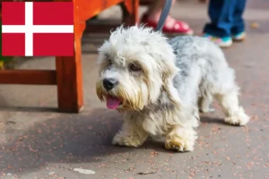 Read more about the article Dandie Dinmont Terrier breeders and puppies in Denmark