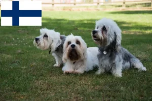 Read more about the article Dandie Dinmont Terrier breeders and puppies in Finland