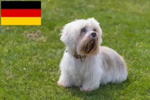 Read more about the article Dandie Dinmont Terrier breeders and puppies in Germany